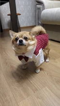 Shirt Tuxedo Pet-Outfit Christmas-Costume Wedding-Suit Cats Gentleman Halloween Small Dogs