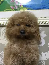 Pet secador de pelo portátil 2 en 1 pelo de perro de mascota doméstica aseo gato Peine del pelo de perro con pelo de temperatura ajustable cepillo para mascotas