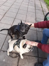 Perro suministros nailon mascota perros arnés Collar de Pet de alta calidad productos harnais pour chie para grandes Grande Mediano pequeño arnés de perro