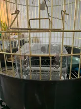 Box Cage Perch-Stand Birds-Supplies Bird-Parrot-Feeder Feeding-Tools Hanging Parrots