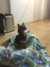 Pet-Supplies Dog-Toys Puppy-Training-Toy Banana Dog Chew Soft Carrot Bite-Resistant Vegetable