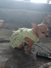 Cat Dress Shirt Summer Pet-Puppy Spring Small Dog Stars-Design Bow 2-Colours Apparel