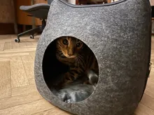Cat Bed Bed-House Cushion Detachable Pet-Accessories Felt Natural For Pets with Dark-Gray