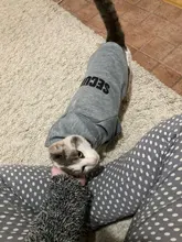 Ropa Para gato mascotas abrigos para gato chaqueta sudaderas con capucha para gatos traje cálido para mascotas conejo animales traje para mascotas para perros