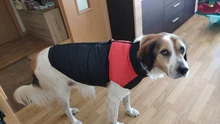 Chaleco impermeable para perros grandes y pequeños, abrigo cálido de invierno para cachorros, ropa para mascotas, 4XL, 5XL, nuevo
