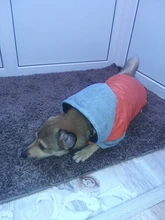 Coat Pet-Dog-Jacket Winter Puppy Hood-Size Warm with 8-18 5-Colors Thickening