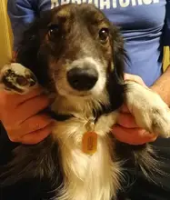 Dog-Id-Tag Address Pet-Name Free-Engraved Military Stainless-Steel Custom Personalized