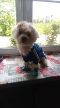 Pet Dog Clothes Fashion Hoodie Spring and Summer For Dogs Coat Jacket Cotton Ropa Perro