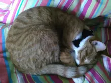 Collar de gato de terciopelo con lazo liso para cachorro, Chihuahua, con campana, hebilla de seguridad ajustable, pajarita para gatos, accesorios para mascotas