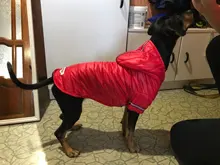 Small Dog Clothes Winter Warm Pet Dogs Coat Jacket Puppy Cat Outdoor Clothing Hoodies