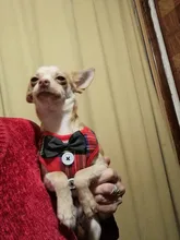 Elegante pajarita arnés tipo chaleco para perro con correa ajustable, Gato conjunto de Correa y arnés lindo arco nudo esmoquin para gatos gatito cachorro