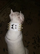 Pet-Dog-Collar Studded Wide-Spikes Doberman Pitbull 3inch for Large Breeds Pitbull/Doberman/M/..