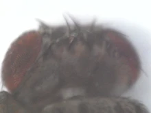 Microscopio Digital portátil con interfaz USB, dispositivo electrónico con 8 LED y soporte, 1600X, 1000X