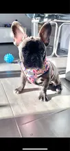 Dog-Harness Leash-Set Pets-Puppy No-Pull Dogs French-Bulldog Small Pug Breathable 