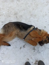 Arnés ajustable para perros medianos y grandes, chaleco reflectante de entrenamiento para caminar, sin tirones, para mascotas