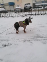 Seat-Belt Harnesses Stunt Puppy Bull Small-Pet Terrier Printed Dogs Chihuahua Shih Tzu