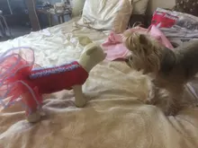 Dog-Models-Toys Mannequins Pet Animal-Shop 1pc 3-Size Standing-Position