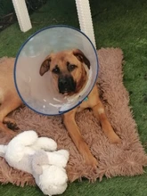 Cama de invierno para perros y gatos, esterilla lavables suaves de lana, cojín para mascotas, casa cálida, manta para dormir para perros pequeños y grandes, estera de gatos