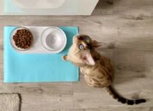 Placemat-Mat PET Fda-Grade Spill-Proof PETKIT Silicone Feeding-Mat Cat Dog Waterproof