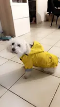 Abrigo para perros, chaqueta impermeable para perros pequeños, medianos y grandes, impermeable, sudaderas deportivas para perros, ropa de moda para mascotas