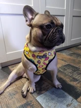 Pet-Harness Vest Lead-Leash Puppy-Frenchie Dogs Walking-Dog Pug Small for Bulldog Medium