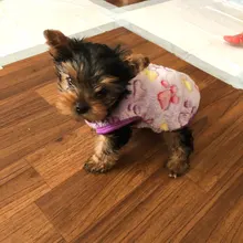 Puppy-Vest-Clothing Dog-Coat French Bulldog Pawstrip Fleece Chihuahua Winter Cotton Warm