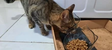 Cat-Bowls Feeders Raised-Stand For Cats Dogs Non-Slip Double with Pet-Food