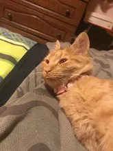 Nuevo lindo Collar campana para gatos Collar de perro Teddy Bomei perro de dibujos animados divertido huella collares lleva Cat accesorios Animal productos