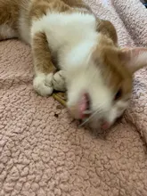 Hierba gatera Natural palo gato de limpieza de dientes Molar dientes con Silvervine Actinidia de palillos de gato para aperitivo Gato de limpieza