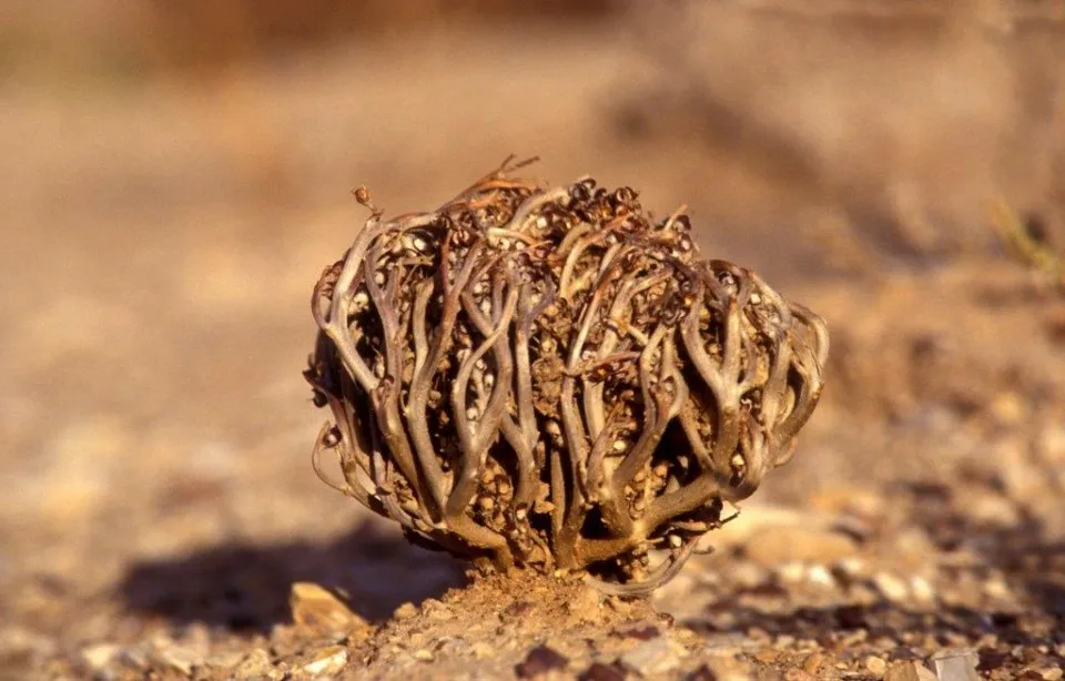 Rose de Jericho