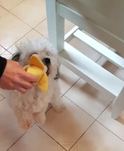 Dog-Toys Dog-Accessories Puppy-Training-Toy Banana Carrot Vegetable Dog Chew Clean Food