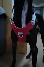 Harness Vest Belt Chest-Strap Dog-Training-Reflective Big-Dogs Adjustable Outdoor 