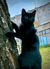 Leash-Set Harness Pet-Products Cat-Collar Adjustable Belt Dog Animals Kitten Nylon And