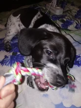 Toy Pet-Supplies Puppy Chew Durable Bone Funny-Tool Pets Dogs Cotton 1pcs Rope-15cm Braided