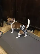 Menstruation Underwear Panties Jumpsuit Diaper Dog-Shorts Pet-Physiological Sanitary