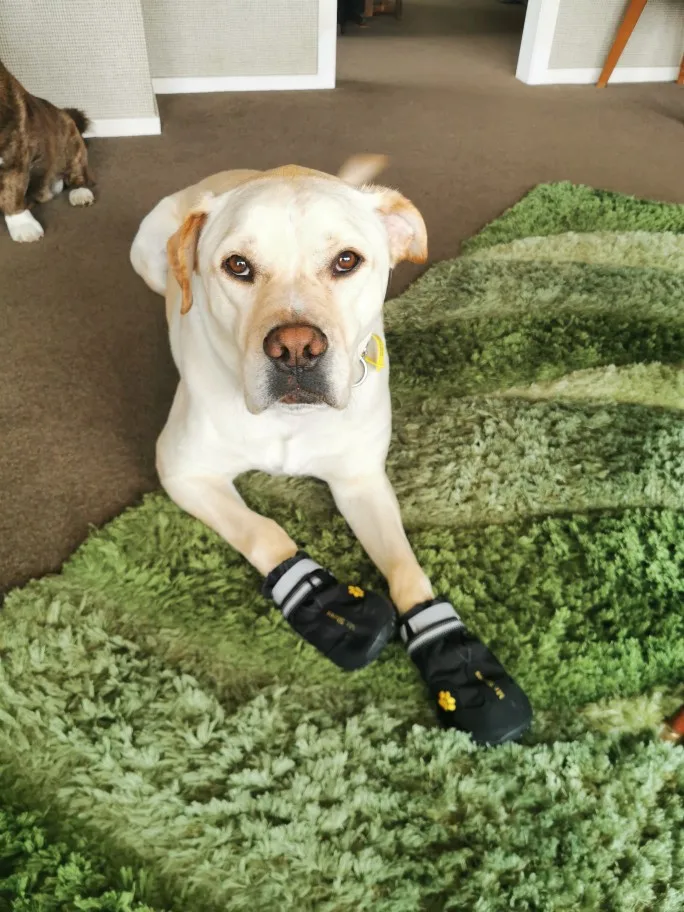 Köpek Ayakkabısı