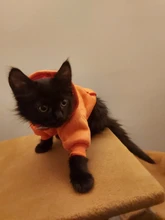 Ropa cálida para mascotas y gatos, ropa con capucha para otoño e invierno, abrigo para gatos y cachorros, 8Y45