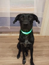 Collar LED de nailon para mascotas, fluorescente y luminoso, suministros para mascotas, correa de seguridad nocturna intermitente de seguridad que brilla en la oscuridad