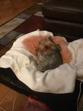 Blanket Mattress Sleeping-Cover Dogs Plush Fluffy Small Dog-Mat Dog-Supplies Cat-Bed