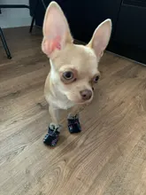 Puppy-Boots Pet-Shoes Lovely Dogs Snow Anti-Slip Zipper Winter Warm Denim Lets Casual