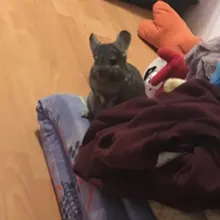 Kit completo de máquinas de tatuaje, pistola de tinta negra, fuente de alimentación, agarres, herramientas de arte corporal, conjunto de tatuaje, maquillaje permanente