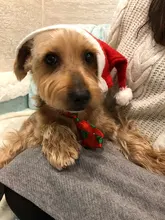 Puppy-Toy Necktie Grooming Dog Cat Adjustable Cute Bow-Tie Printed Cartoon