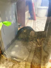 Bolsa de transporte portátil para perros y gatos, cápsula espacial transpirable, bolsa de viaje para astronauta, mochila transparente para mascotas pequeñas para exteriores