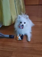 Toys Pets-Supplies Dog-Ball Dog-Chew-Toy Interactive-Ball HOOPET Food-Rubber-Balls Funny