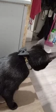 Collar de gato con cascabel Leopard, collarín duradero y seguro, ajustable, de seguridad, para cachorro de gato, 7,5-11 pulgadas