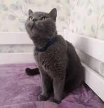 Collar de seguridad para gato, Collar de gatito personalizado de liberación rápida, Collar para gatos con campana para cachorro gatito