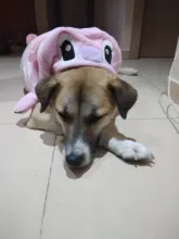 Jacket Hoodie Outfit Coat Animal-Costumes Pet Golden-Retriever Small Winter Large Medium