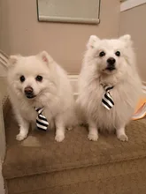 25 50 100 pcs/lot Mix Colors Wholesale Dog Bows Pet Grooming Supplies Adjustable Puppy