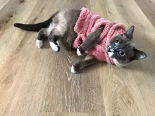 Ropa de Gato caliente para mascotas, abrigo, chaqueta para perros pequeños, medianos, gatos, Chihuahua, ropa de Yorkshire, disfraz rosa, S-2XL