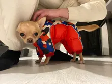 Clothing Jumpsuits Pet-Jacket Dog-Coat Reflective Small Dogs Pug Chihuahua Waterproof